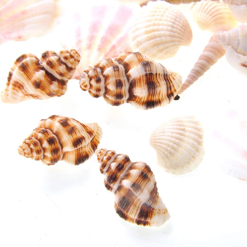 PowerTRC Mixed Beach Sea Shells for Ocean Theme Parties and Weddings Decoration | Vase, Fountain & Fish Tank Filler Various Sizes 1â€-2.5â€ | Approx.100 Sea Shells - Image 4